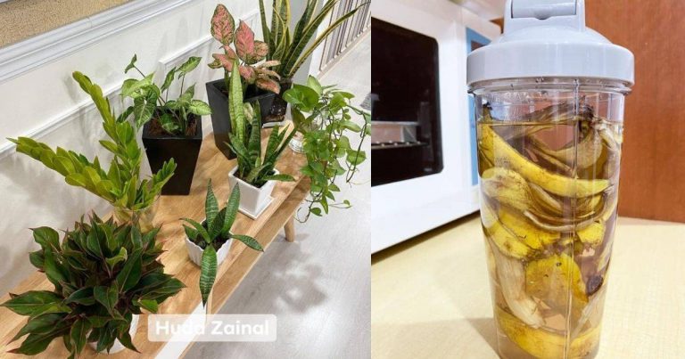 Jangan Buang Lebihan Kulit Pisang, Boleh Jadi Baja Semula Jadi Suburkan Pokok Hiasan Dalam Rumah