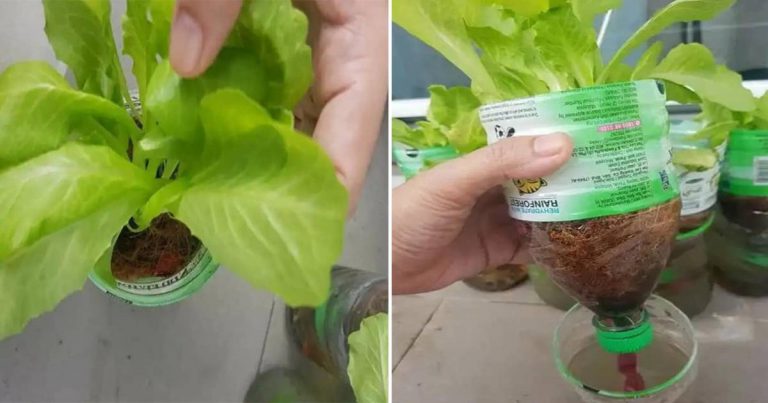 Cara Tanam Sayur Paling Mudah, Guna Teknik 3T – Tanam, Tinggal, Tuai. Tak Perlu Siram Pun