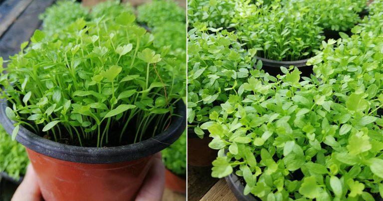 Cara Tanam Daun Sup Dari Biji Benih, 2 Minggu Dah Merimbun Naiknya