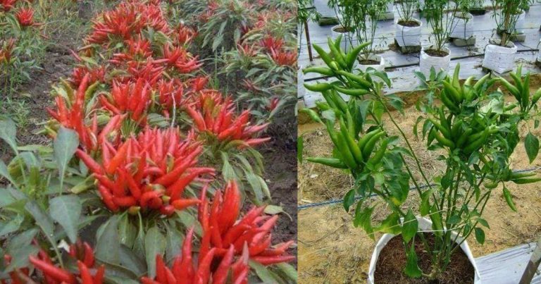 Berbaloi Tanam Pokok Cili Jambak, Sekali Berbuah Meriah Hasilnya