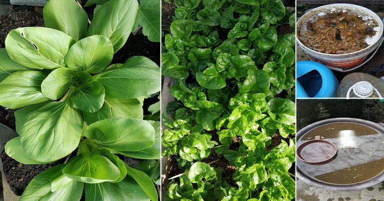 DIY Air ‘Booster’ Organik Untuk Subur & Sihatkan Tanaman Sayur & Buah. Guna Sisa Dapur Saja