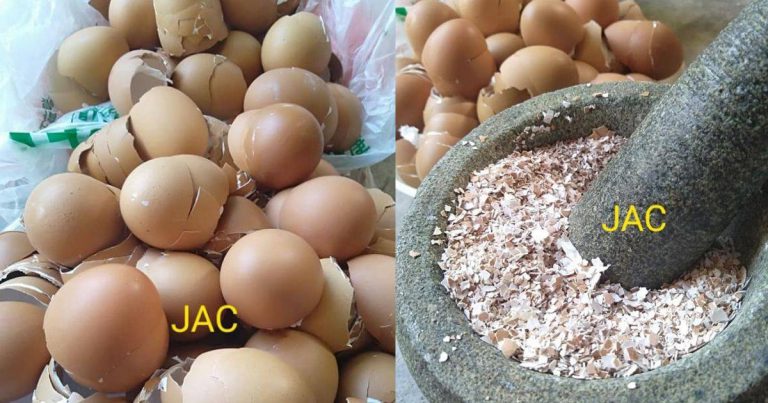 Jangan Buang Kulit Telur, Boleh Jadi Baja Organik Suburkan Tanaman. Caranya Sangai, Tumbuk & Tabur!
