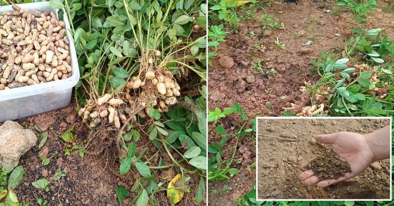 Tanam Kacang Tanah, Petua Untuk Gemburkan Tanah Yang Keras Supaya Senang Nak Bercucuk Tanam