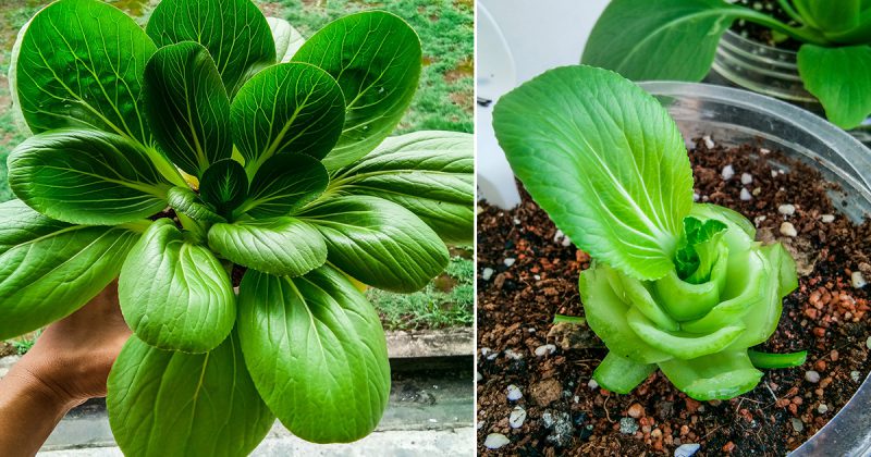Untung Tanam Sayur Pak Choy, Pokok Yang Sama Boleh Tuai Sampai 6 Kali