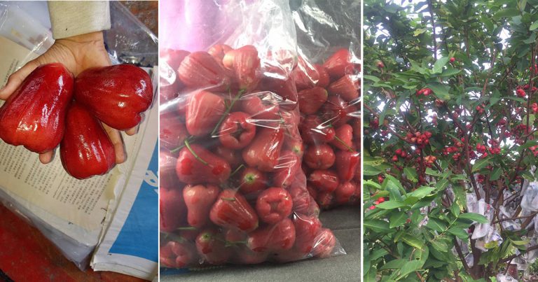 Kalau Tanam Pokok Jambu Air Ikut Petua Tabur Garam Supaya Buahnya Besar, Padat & Manis