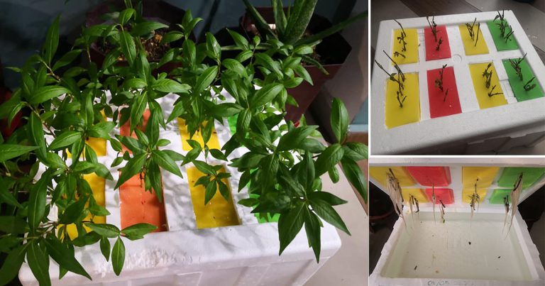 Cara Tanam Pokok Kesum Dalam Kotak Polisterin. Senang Jaga, Tak Perlu Siram