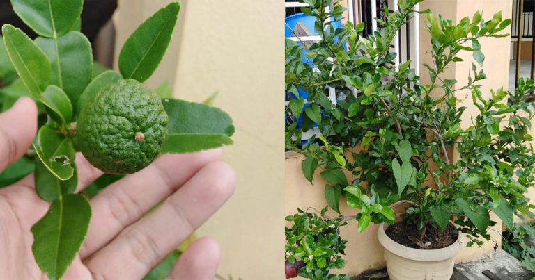 Tip Suburkan Pokok Limau Purut Kalau Tanam Dalam Pasu