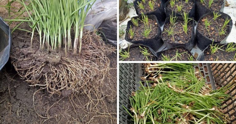 Cara ‘Replant’ Pokok Kucai Yang Penuh Pasu Supaya Hasil Jadi Lebih Banyak & Tersusun!