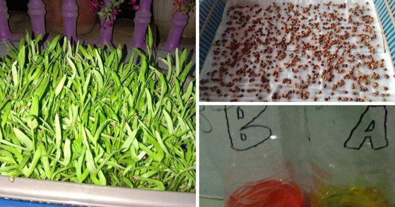 Mudahnya Tanam Kangkung Guna 4 Bahan, Hasilnya Lebih Menjadi Bila Siram Akar Pakai Baja A+B!