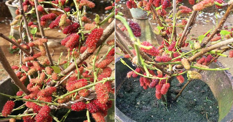 Kalau Pokok Mulberi Yang Ditanam Tak Mahu Berbuah, Buat Teknik Lenturan & Luruh Daun Ini
