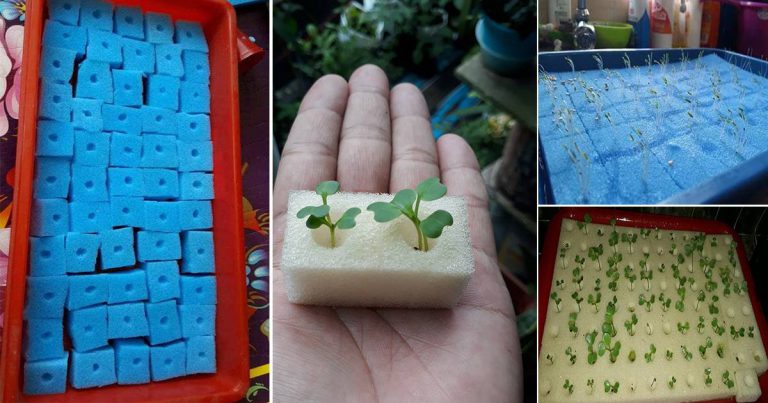 Cara Cambah Biji Benih Guna Span, Tak Perlu Pakai Tanah. Nak Alih Anak Pokok Pun Senang