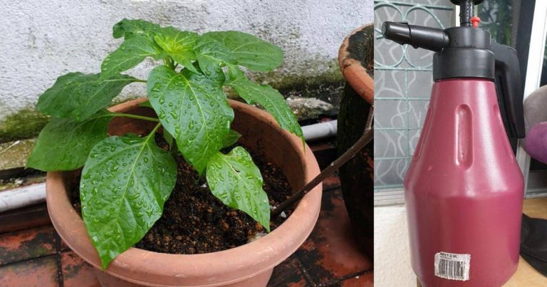 Powernya DIY Air Sabun Ini Bukan Daun Sayuran Jadi Hijau Dan Segar, Serangga Perosak Pun Tak Berani Dekat!