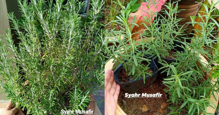 Siram Banyak Air, Letak Tempat Panas, Ini Rupanya Tip Tanam Pokok Rosemary Mudah Membiak & Tumbuh Segar!