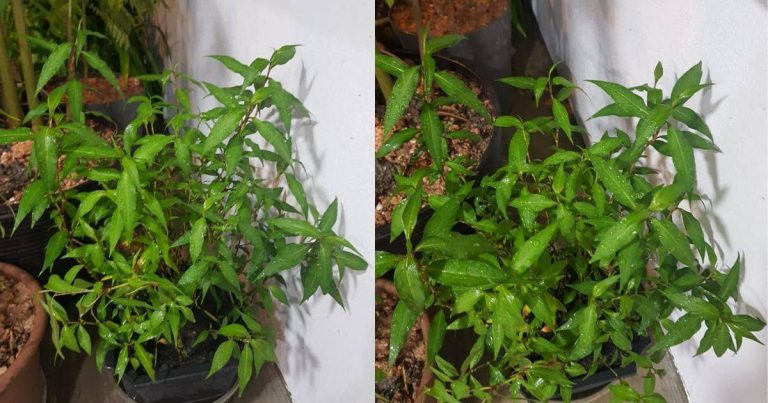 Banyak Kali Gagal Lepas Cuba 3 Teknik Ini, Pokok Kesum Ditanam Tak Mudah Mati & Hidup Subur