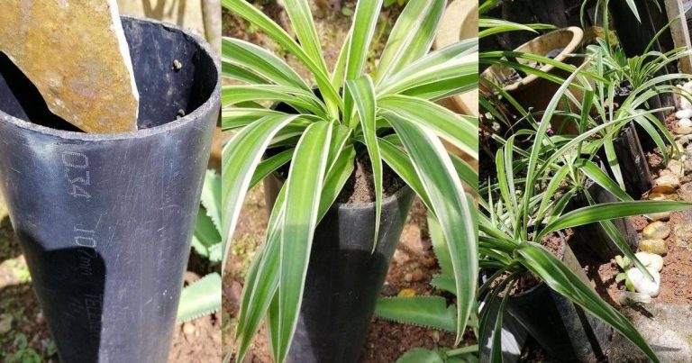 Ikut Cara Ini Tanam Pokok Guna Paip PVC. Bukan Saja Bajet Murah, Tapi Cantik & Unik!