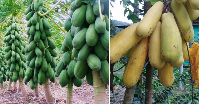 Berbaloi Tanam Pokok Betik Sekaki. 5 Bulan Dah Berbuah, Tengoklah Saiznya Memang Puas Makan!