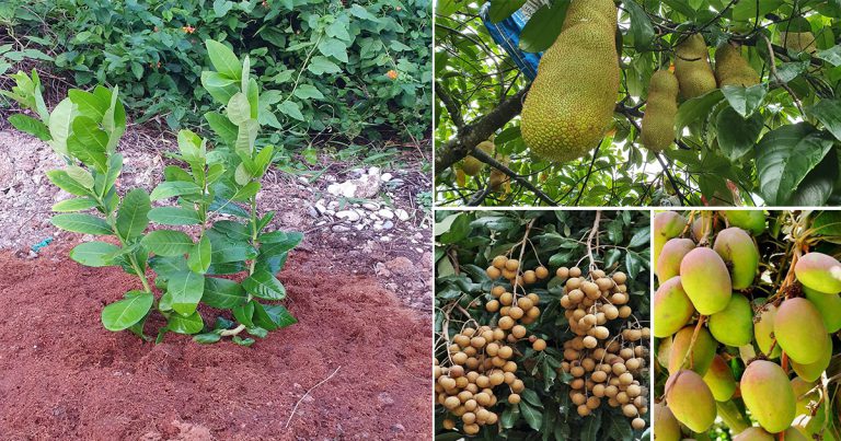 Tip Tanam Anak Pokok Buah Di Rumah Supaya Pokok Hidup Subur
