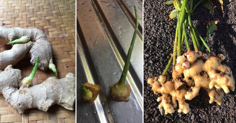 Untung Tanam Halia, Potong Sikit Bahagian Bertunas & Tanam. Hasilnya Berganda
