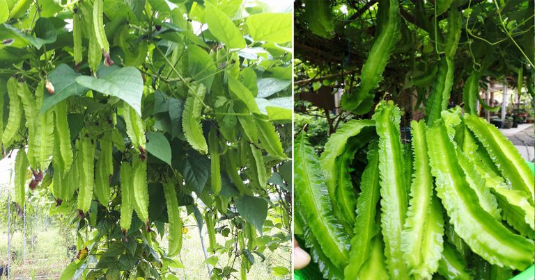 Jika Kacang Botor Yang Ditanam Tak Mahu Berbuah Cuma Lebat Daun, Kena Ikut Petua Ini