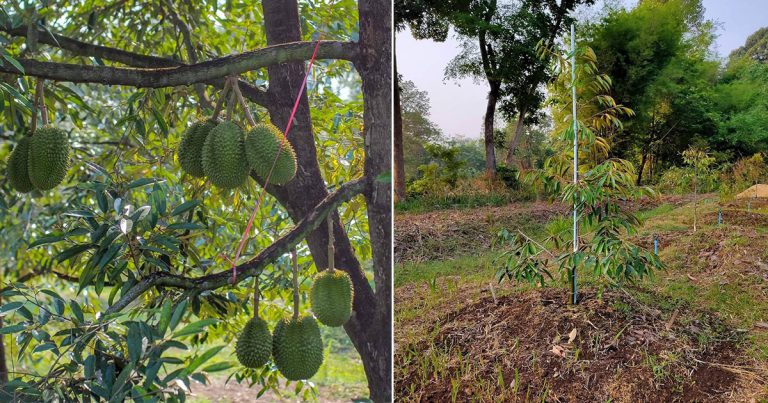 Kalau Tanam Anak Pokok Durian Di Rumah, Ikut Cara Penjagaan Ini Supaya Pokok Hidup Subur & Berbuah