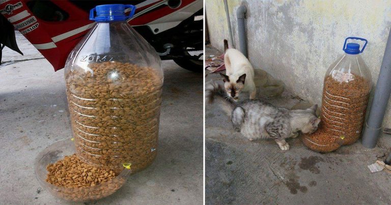 DIY Cat Feeder Untuk Kucing Jalanan Belakang Rumah. Guna Botol Air Mineral Saja
