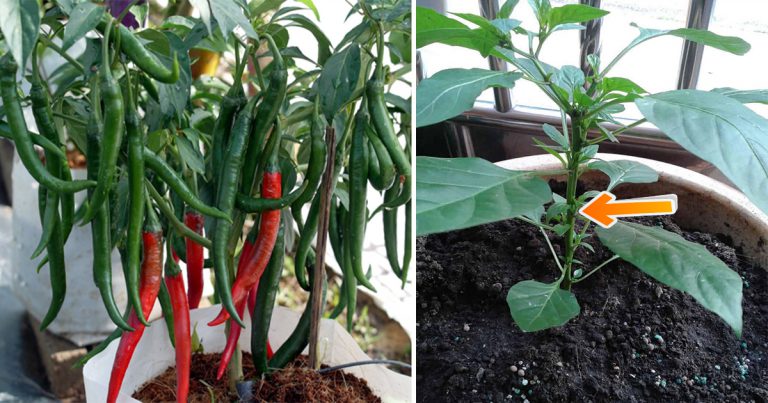 Kalau Tanam Pokok Cili Pastikan Buang Tunas Air Supaya Cili Lebat & Subur