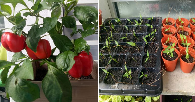 Cara Semai Capsicum, Kali Pertama Tanam Pun Menjadi! Boleh Ikut Tip Ini