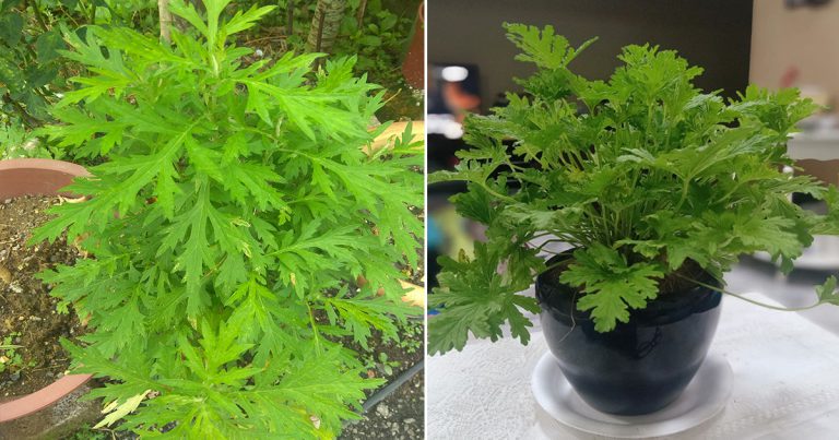Pokok Jeremin Berguna Untuk Halau Nyamuk. Letak Di Lokasi Ini Dalam Rumah Supaya Lebih Berkesan
