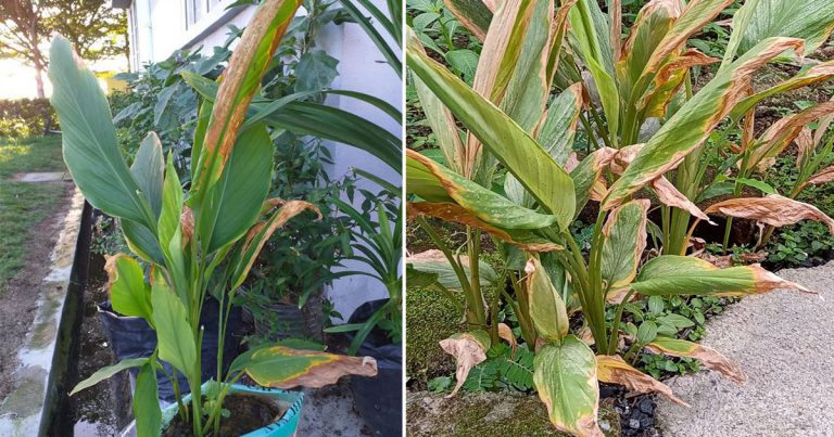 Tip Untuk Pulihkan Kembali Daun Pokok Kunyit Yang Kuning & Kering