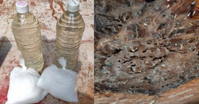 Confirm ‘Bersidai’ Semua Anai-Anai Lepas Guna Semburan Bahan Campuran Minyak Tanah & Garam Kasar
