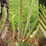 asparagus