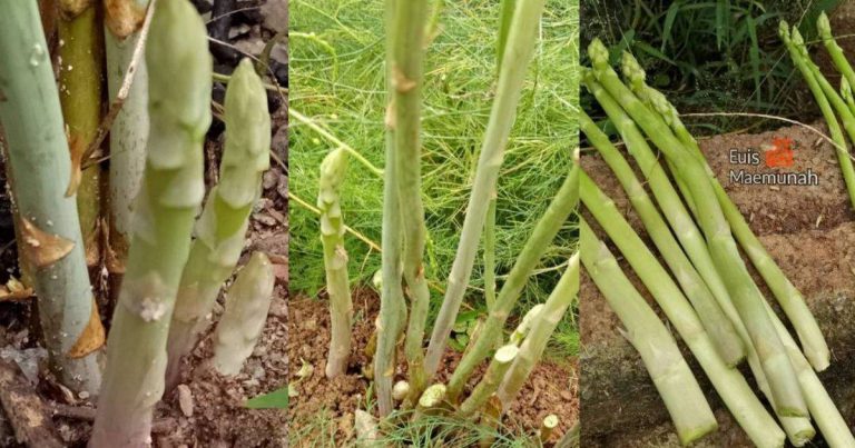 Cara Tanam Sayuran Asparagus Memang Cerewet, Tapi Hasilnya Boleh Makan Sampai 30 Tahun