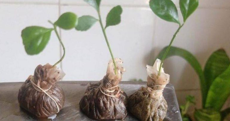 Untuk Yang Baru Belajar Bercucuk Tanam, Boleh Cuba Teknik Semaian Pokok Limau Guna Uncang Teh