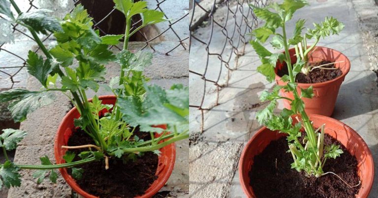 Kalau Beli Daun Sup Cari Yang Berakar, Boleh Terus Tanam & Pokok Lebih Cepat Besar