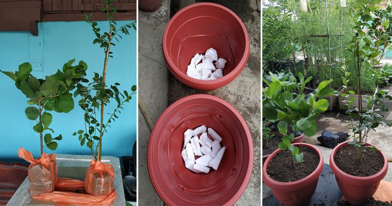 Tip Alihkan Anak Pokok Yang Baru Dibeli Ke Pasu Atau Bekas Lebih Besar Supaya Pokok Kekal Subur, Tak Mati