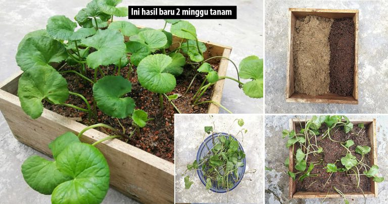 Kalau Nak Tanam Pegaga Pilih Daun Bentuk Ini, Lagi Berkhasiat Buat Ulam
