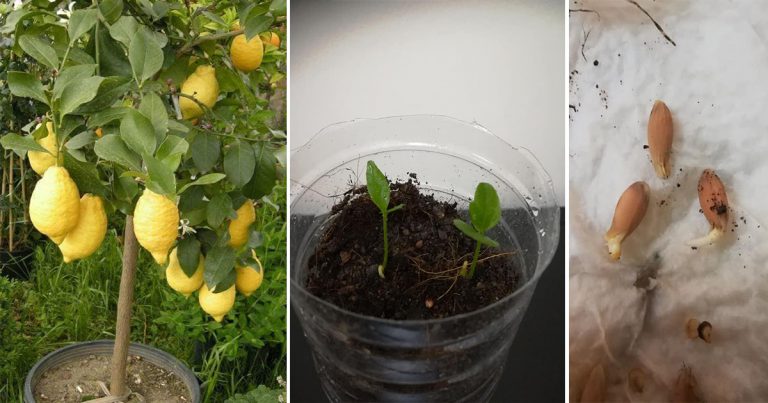Cara Tanam Pokok Lemon Dari Biji Benih & Tip Supaya Berbuah Lebat