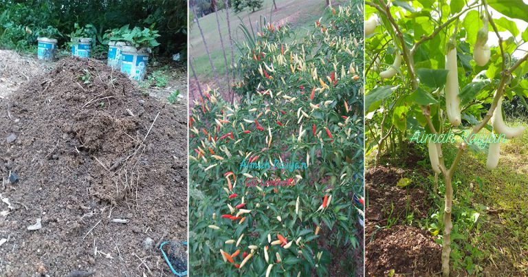 Cara Rawat & Suburkan Semula Tanah Sebelum Tanam Pokok