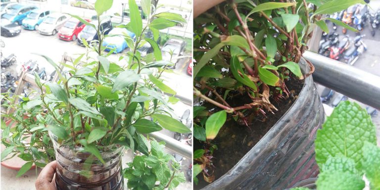 Tip Pokok Kesum Cepat Merimbun, Siram Dengan Air Bawang. Boleh Buat Pada Pokok Sayur Lain Juga