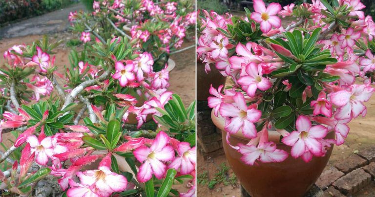 Tip Pokok Bunga Meriah Berbunga, Cuma Sembur Air Bancuhan Yakult & Telur