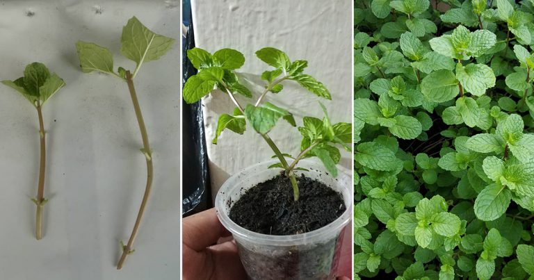 Mudahnya Nak Tanam Pokok Pudina, Cuma Ambil Keratan Cucuk Ke Tanah. Guna Cawan Plastik Pun Boleh