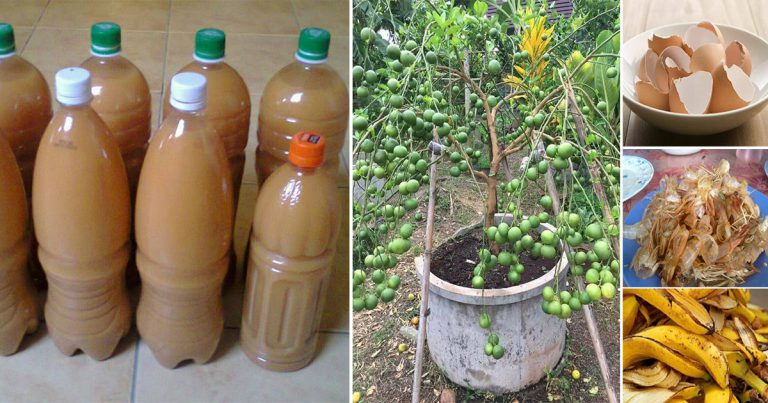 DIY Baja Buah Supaya Pokok Berbuah Lebat & Sihat. Cuma Guna 3 Sisa Dapur Ini Saja