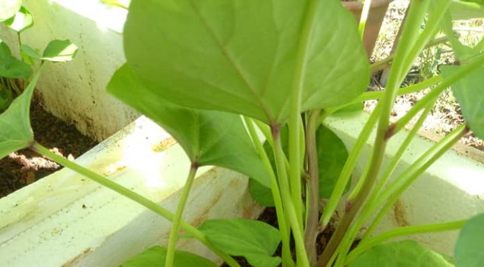 Cara Mudah Tanam Ubi Keledek Manis, Potong 3 Terus Tanam ...