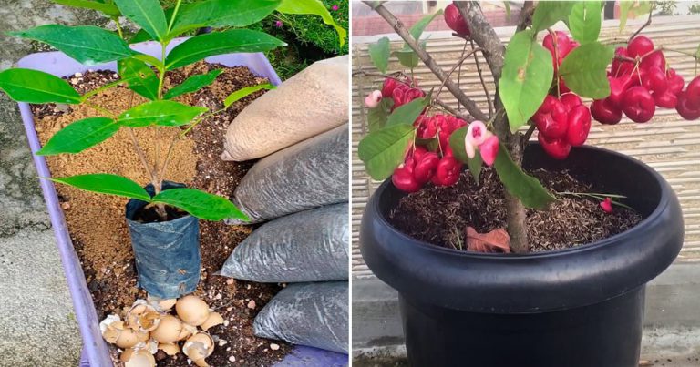 Ikut Sukatan Tanah Ini Kalau Tanam Pokok Dalam Pasu & Polibeg. Baru Pokok Hidup Subur