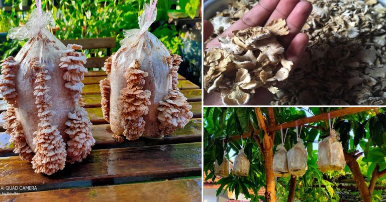 Tanam Sendiri Cendawan Kukur, Gantung Depan Rumah Pun Boleh. 7 Hari Dah Boleh Makan