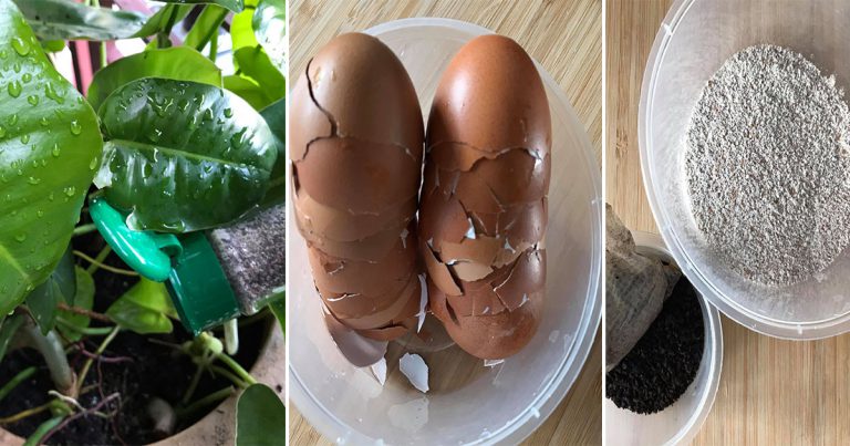 DIY Baja Dari Kulit Telur, Elok Untuk Suburkan Tanaman & Elak Serangan Ulat Perosak