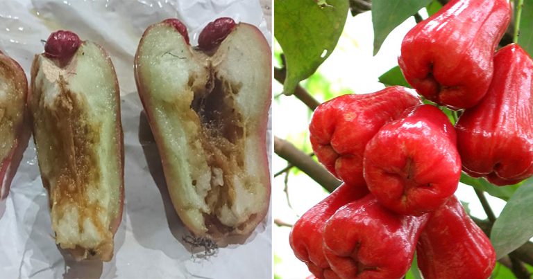 Hasil Buah Buruk & Berulat Kerana Serangan Lalat, Buat Tip Ini Untuk Elakkannya 