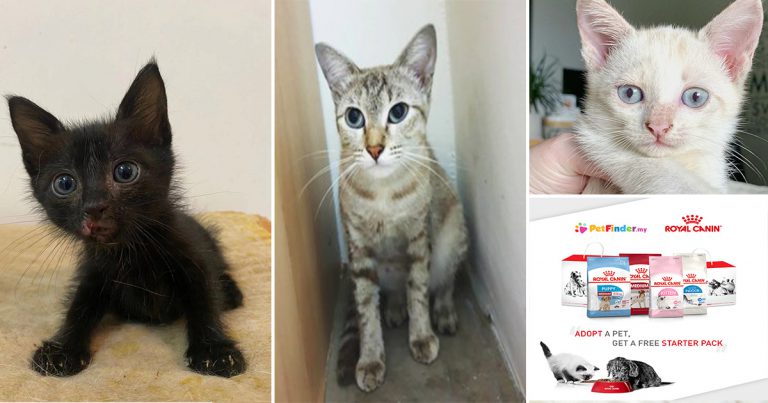 Kalau Teringin Nak Ada Haiwan Peliharaan Boleh Ambil Di Sini. Siap Dapat ‘Starter Pack’ Royal Canin Percuma Lagi