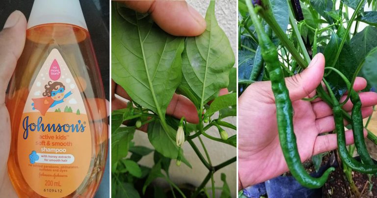 DIY Air Semburan Untuk Pulihkan Pokok Cili Kena Serangan Ulat Putih. Cuma Guna Syampu Baby & Cuka