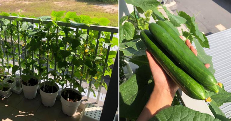Tanam Sendiri Timun Jepun, Di Balkoni Pun Menjadi! Pokok Tetap Subur Buahpun Segar Elok